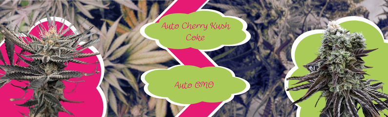 Nouvelles variétés autofloraison de Linda Seeds : Auto Cherry Kush Coke et Auto GMO Nouvelles variétés autofloraison de Linda Seeds : Auto Cherry Kush Coke et Auto GMO